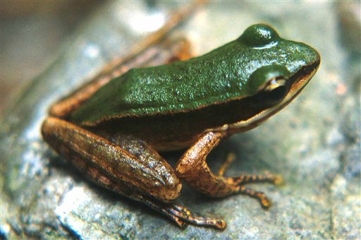 New frog Species
