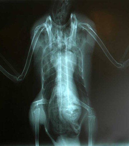 Duck's X-ray shows alien head