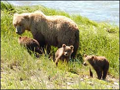 bears at McNeil River State Game Sanctuary 2006
