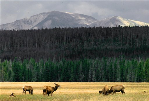 Large Mammals of Yellowstone Park