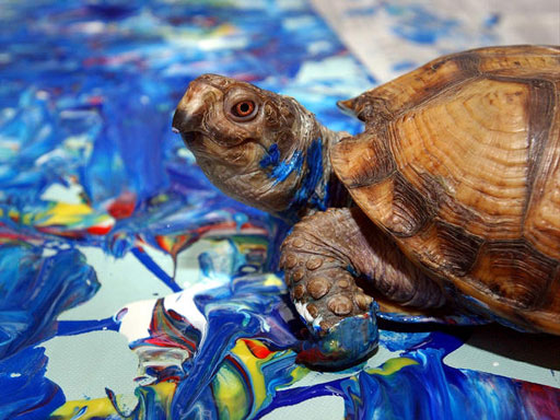 Koopa