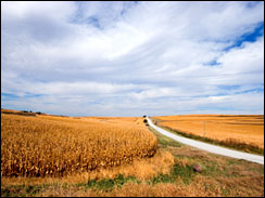 A straight gravel road, connecting Iowa farms to paved highways, passes through fields of sun-ripened corn