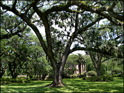 Spanish Moss, Southern Mansion