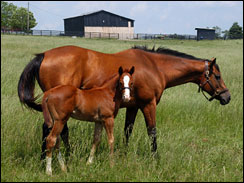 A thoroughbred mare and her foal dine on the blue grass near Lexington, Kentucky