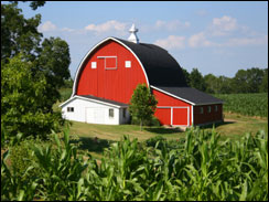 View of a Wisconsin Barn from a cornfield