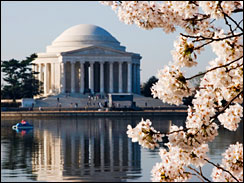 Cherry blossoms frame the Jefferson Memorial in Washington, D.C.