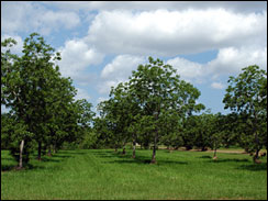 Alabama