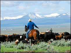 Snow capped Bitterroot Mountains in the distance and bright green spring grass in the valley. A rancher and his dogs wait as a herd of cattle passes