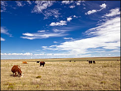 In the hazy sun of a hot and humid West Texas afternoon, a small herd of cattle graze.