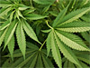 Marijuana Nation: The New War Over Weed