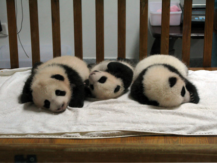 Chinese Contest Stirs Worldwide Panda-monium